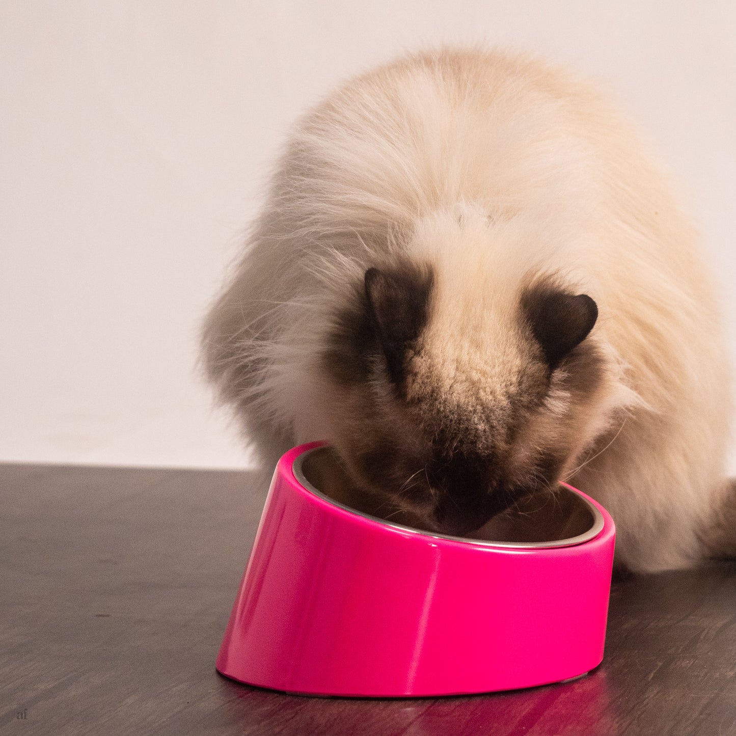 Slant bowls for dogs & cats online Dubai | Cat bowls UAE