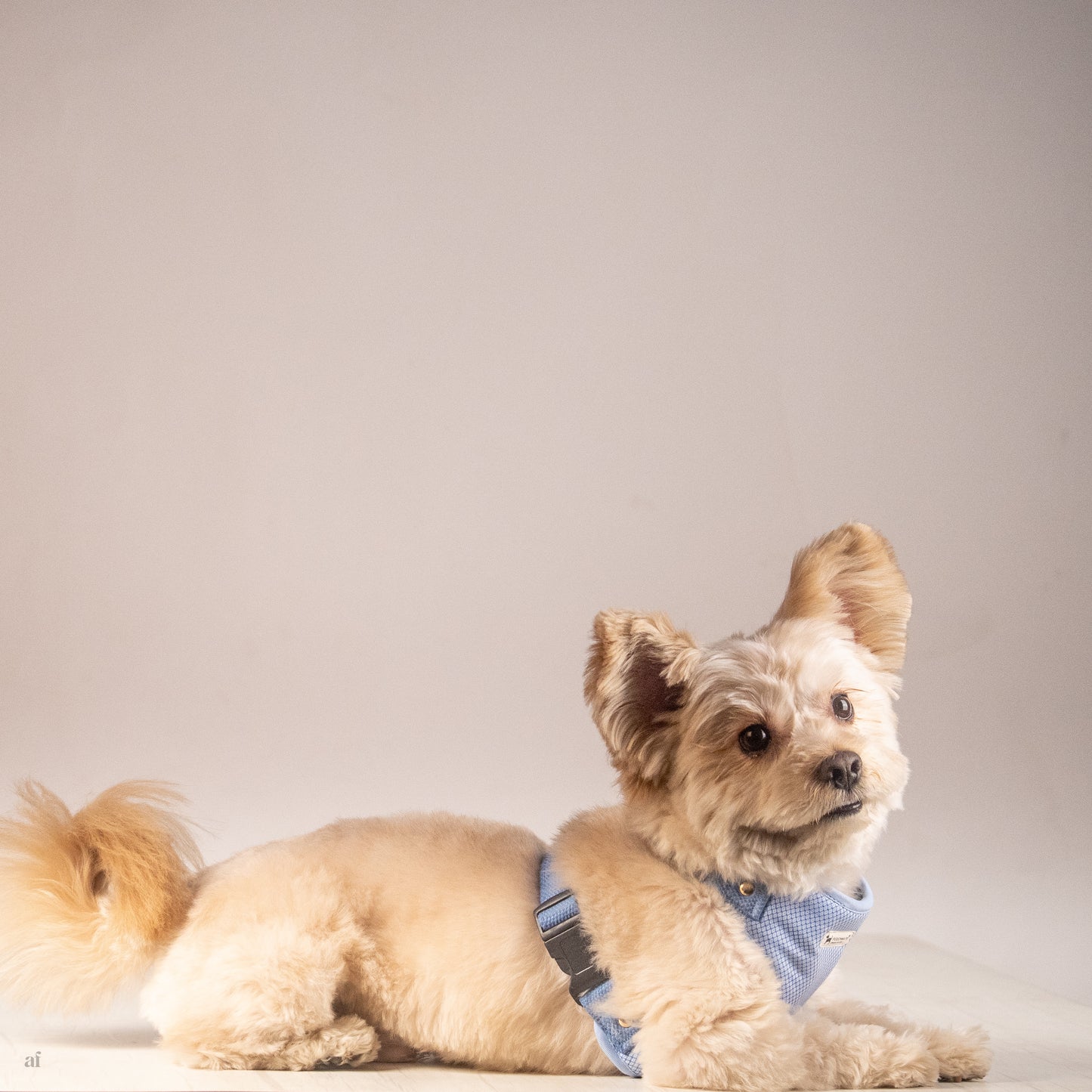 Dog Supplies Dubai | Dog Collars Dubai