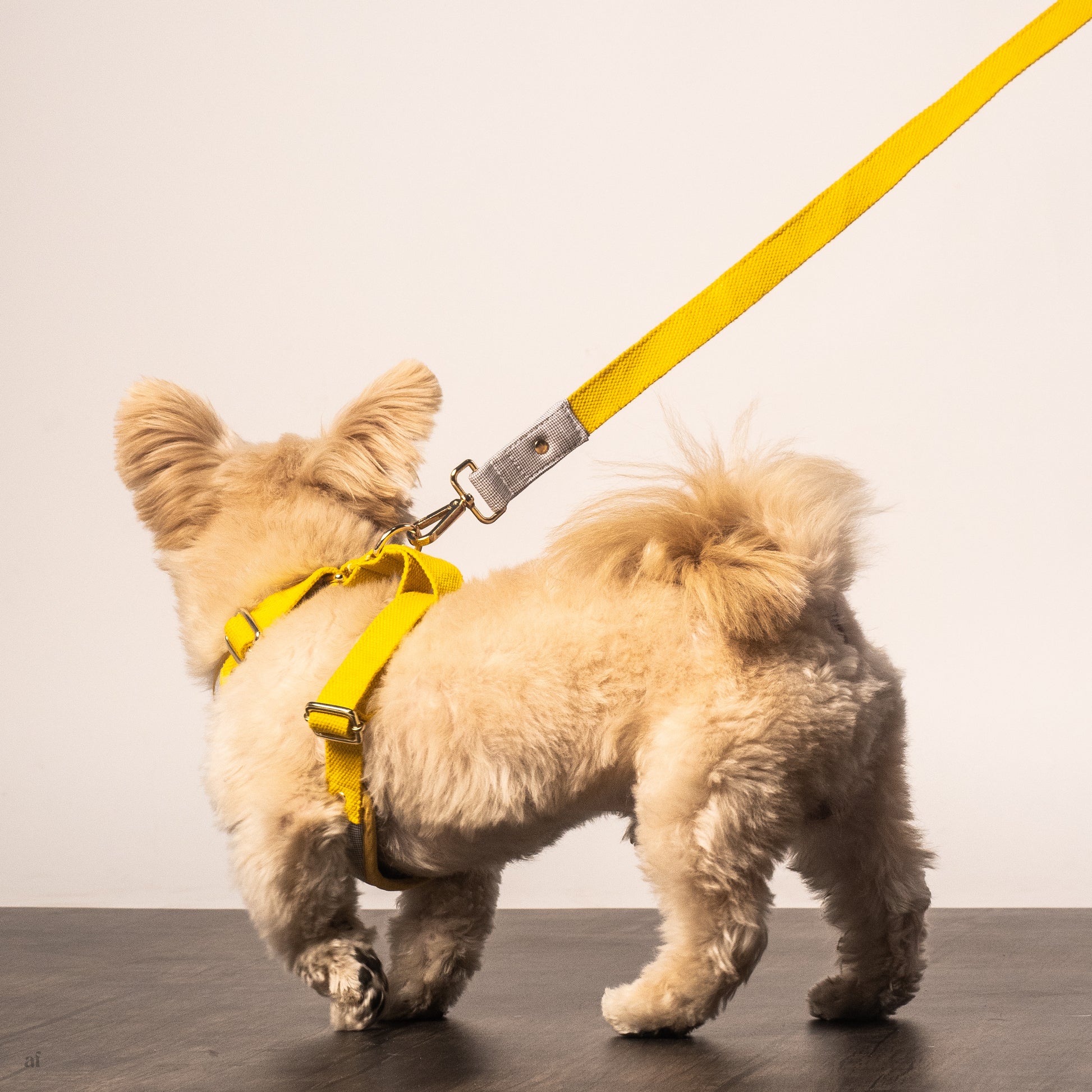Adjustable dog harness UAE | Shop for large dog harness Dubai