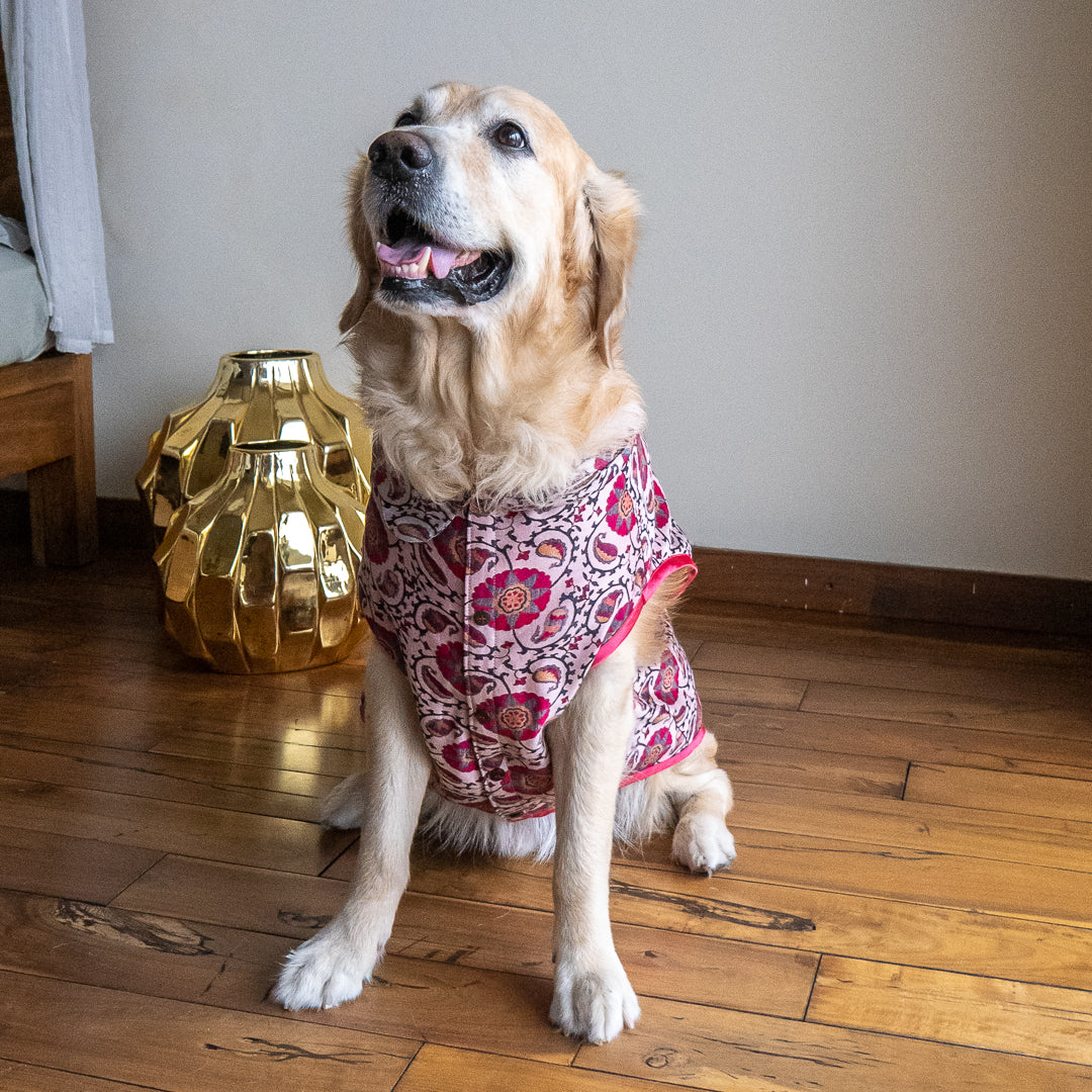 Diwali Clothes for pets UAE| festive clothes for pets UAE