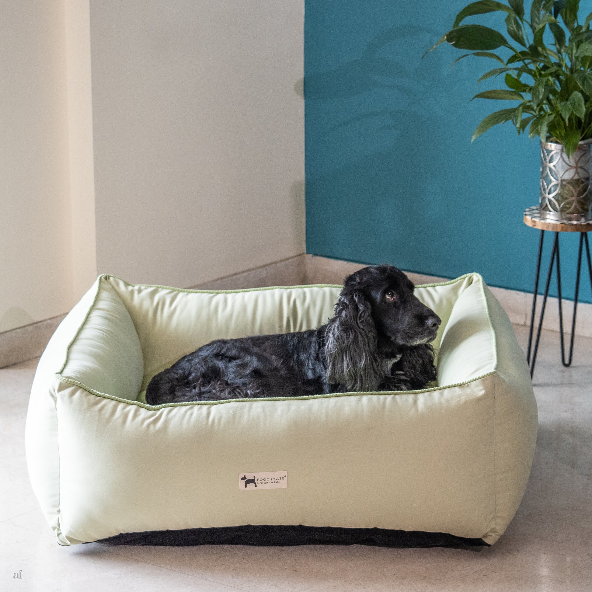 Best dog beds online in Dubai| Eco friendly dog beds online UAE