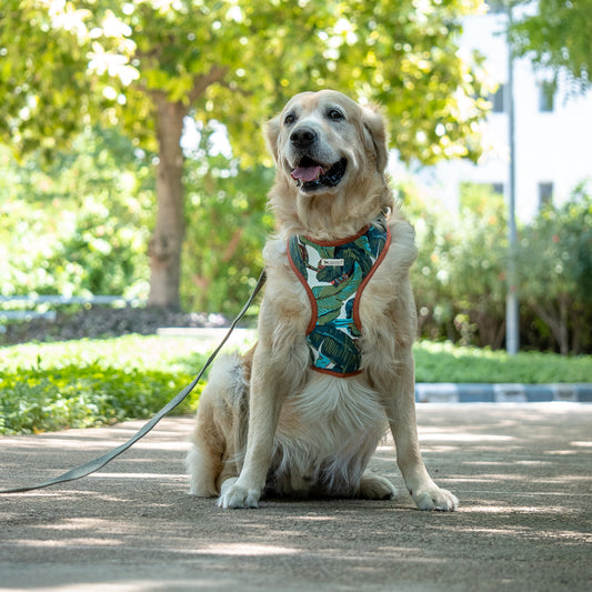 Dog Harness Dubai | Dog Supplies online Dubai| pet Shop Dubai