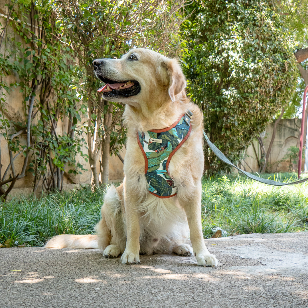 Cotton Dog Harness & Leash Set Dubai | Dog Supplies online UAE