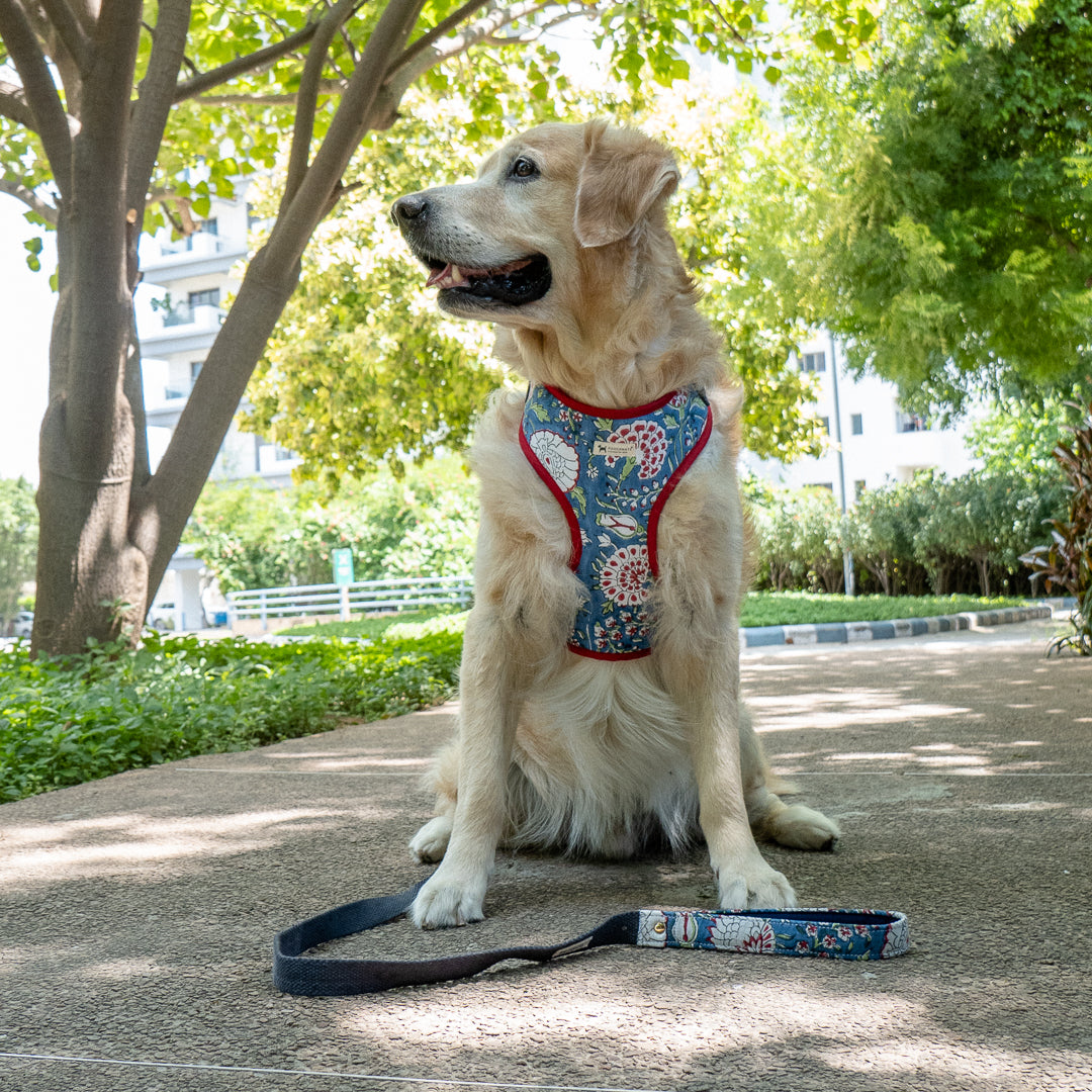 Cotton Dog Harness & leash Set online UAE