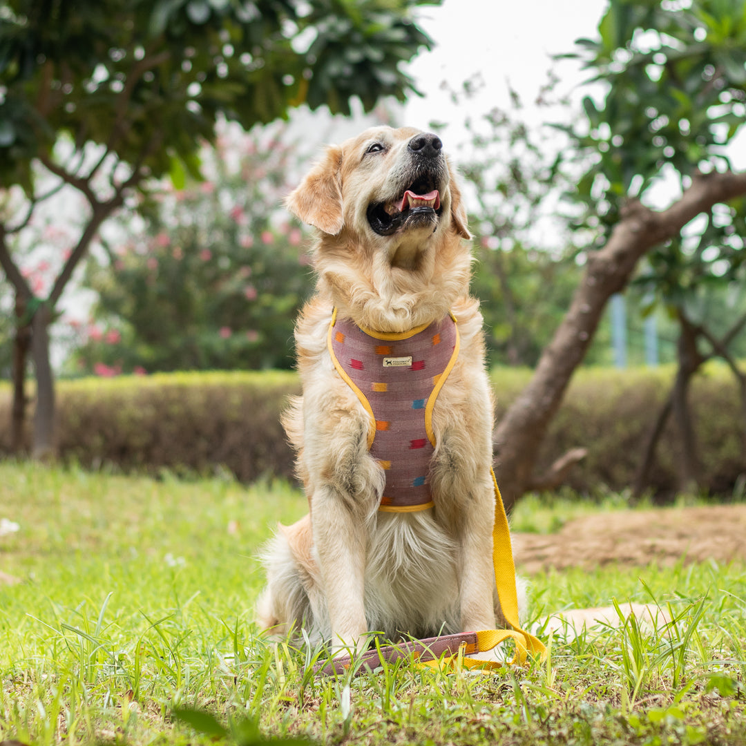 Dog Harness & leash Set online Dubai | PoochMate Dog Harness