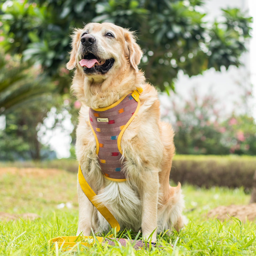 Dog Harness online Dubai | Cotton Dog Harness Sets online Dubai