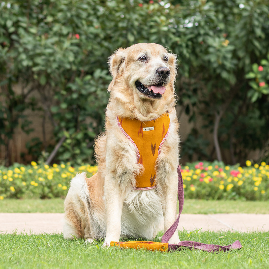 Dog leash Dubai | Best Dog supplies stores in Dubai