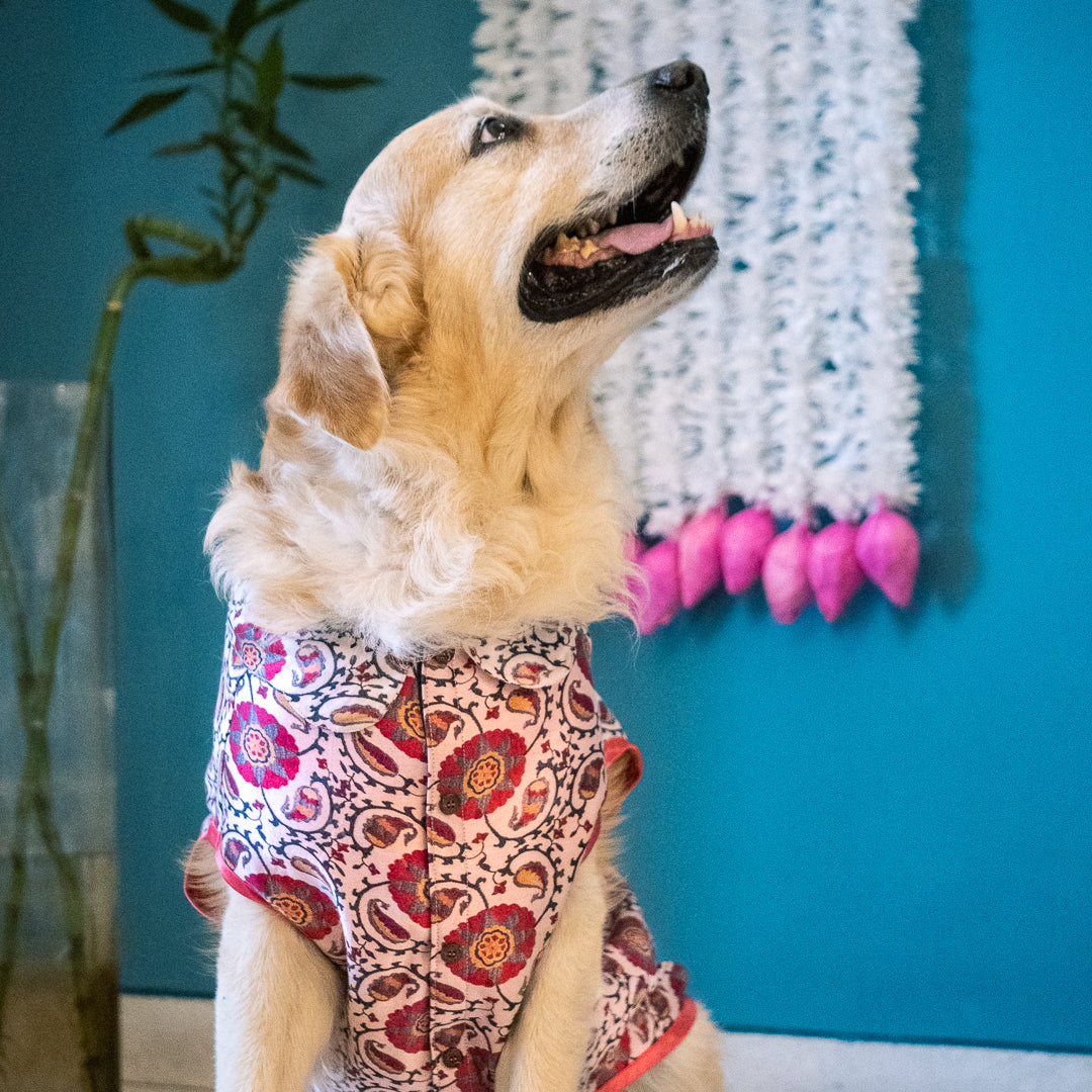Diwali gifts for dogs online Dubai