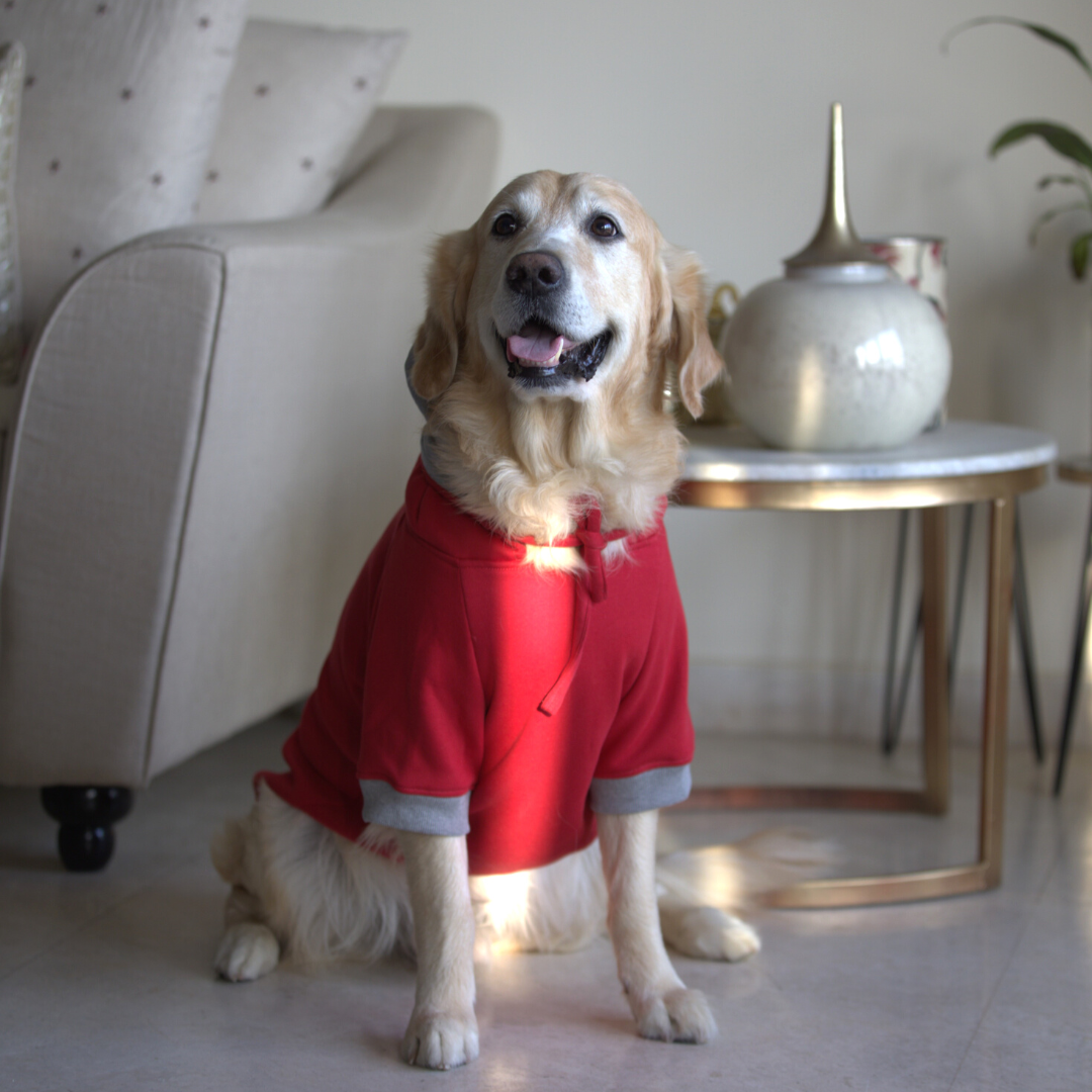 Dog hoodies online UAE | Winter dog clothes online UAE