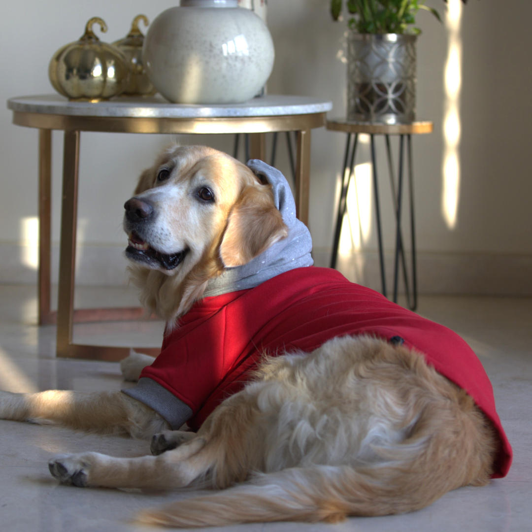 Dog Clothes Dubai | Dog Sweatshirts online UAE