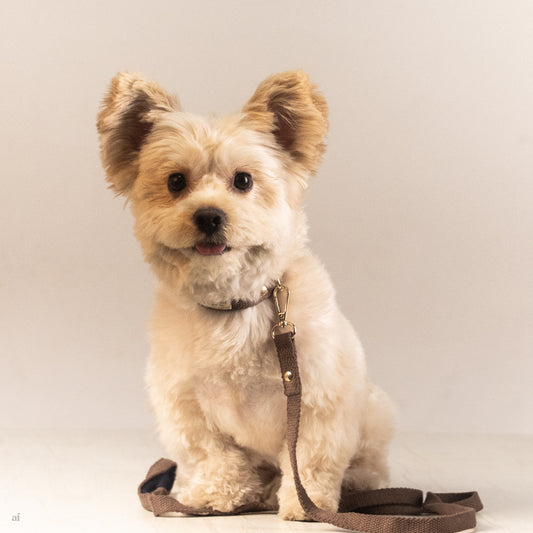 Dog Collar & Leash UAE | Cotton collars for dogs Dubai