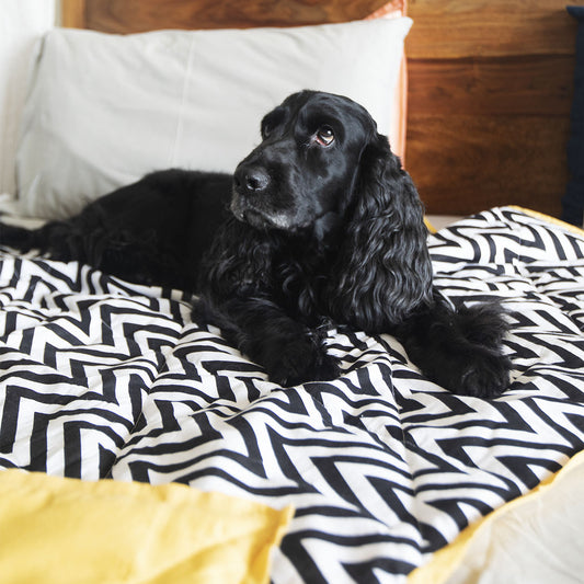 online pet shop UAE| Best dog beds in UAE 