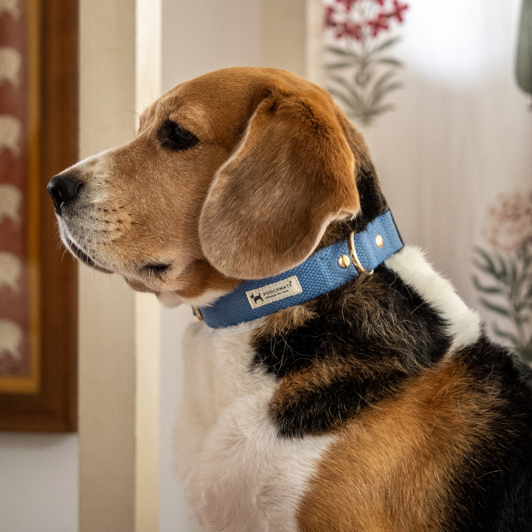 Pet Supplies online Dubai | Shop dog collars online in UAE