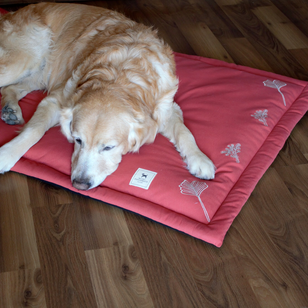 Washable dog beds online UAE| PoochMate UAE