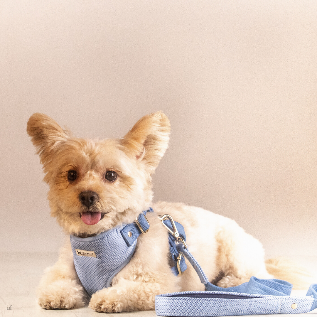 Chest dog Harness online UAE| Dog Harness & Leash online Dubai