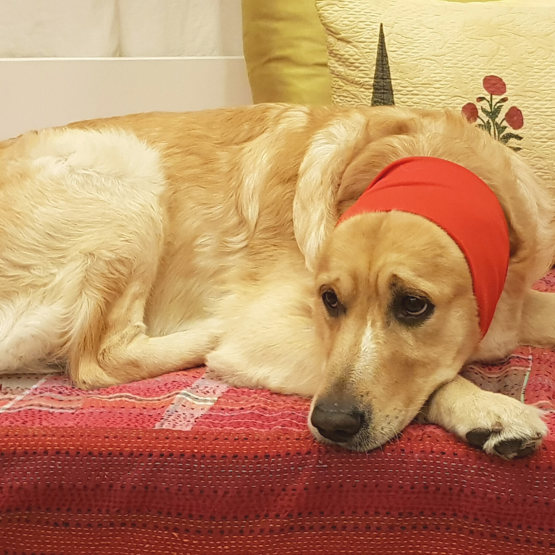 PoochMate Anti-Anxiety Dog Ear Muffs