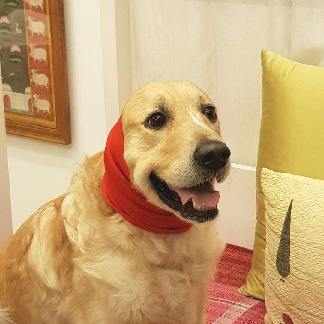 Dog Ear Muffs for Grooming & Anxiety| Ear Muffs for Dogs online Dubai