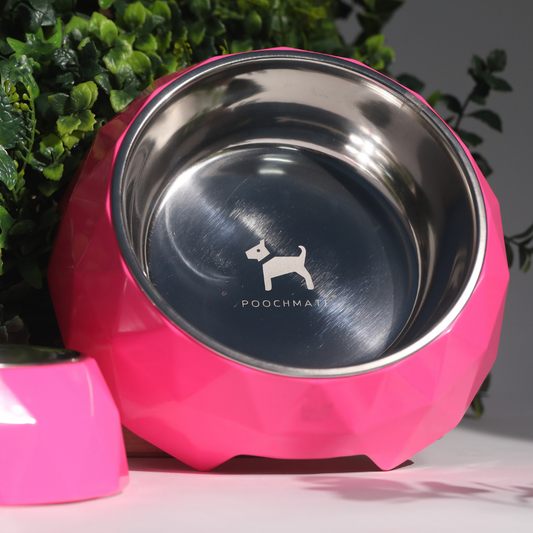 Buy Dog Bowls online in Dubai