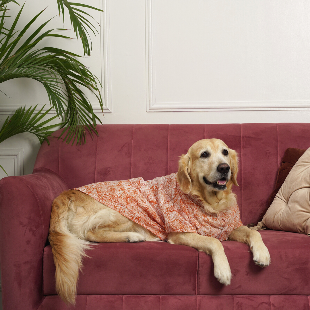 Cotton dog clothes online UAE | Cotton Dog shirts online UAE