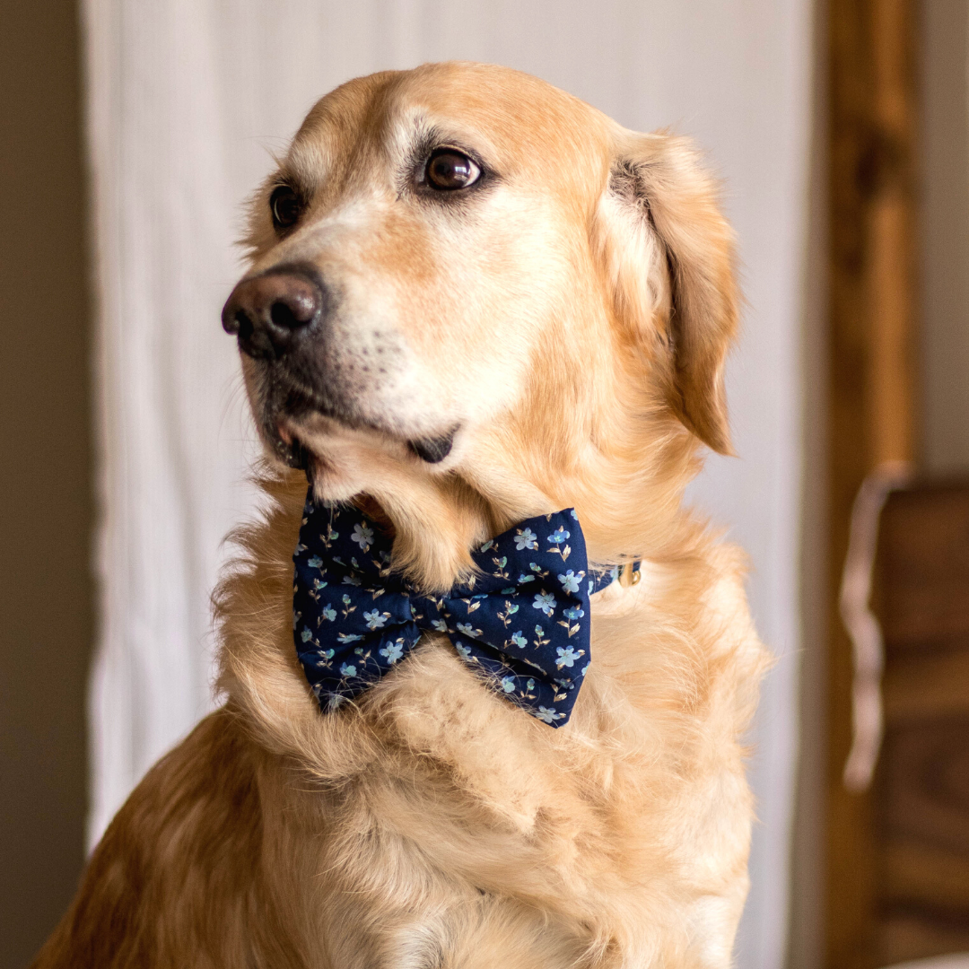 Dog Bow Tie & Bandana UAE | Dubai Pet Store for accessories