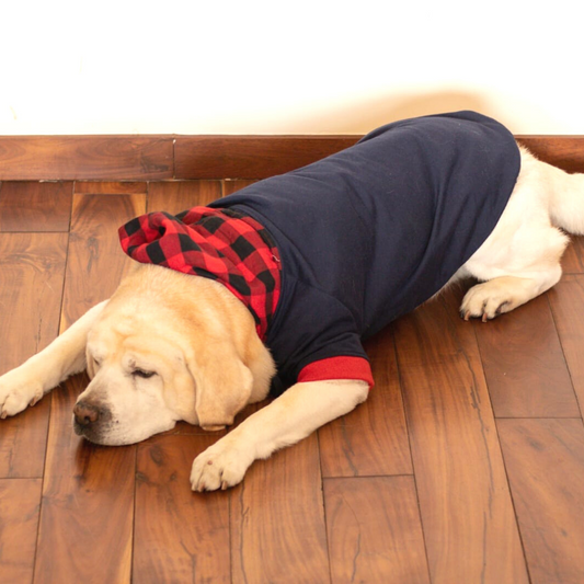 Dog Sweatshirt UAE | Buy Dog Clothes Dubai