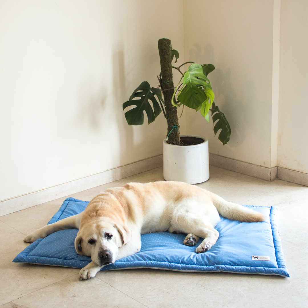 Dog Crate Mats online UAE | Shop for pet supplies in Duabi