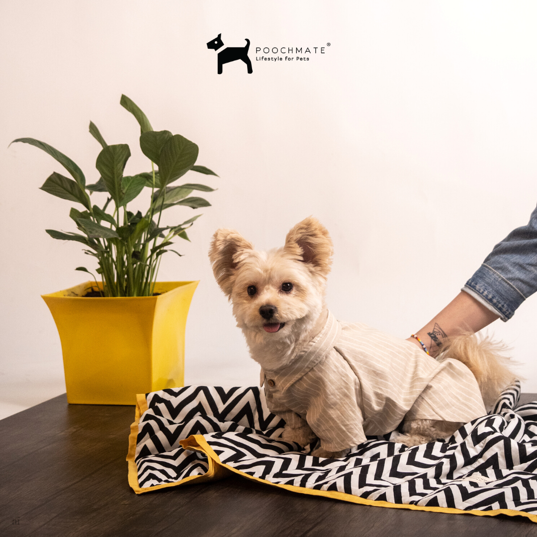 Luxury Dog Blankets online Dubai | PoochMate Luxury Beds for Dogs